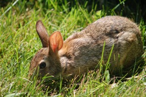 osterhase